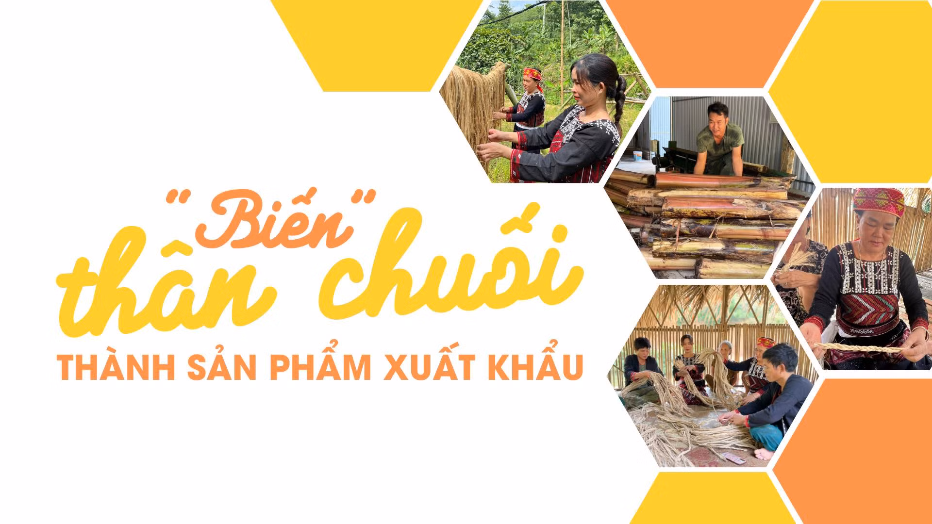 “Biến” thân chuối thành sản phẩm xuất khẩu