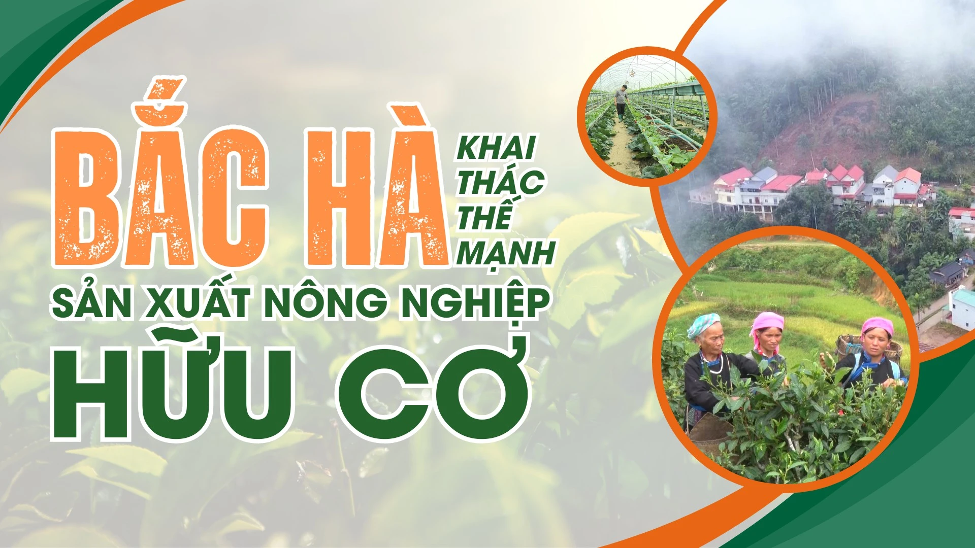 Bắc Hà khai thác thế mạnh sản xuất nông nghiệp hữu cơ