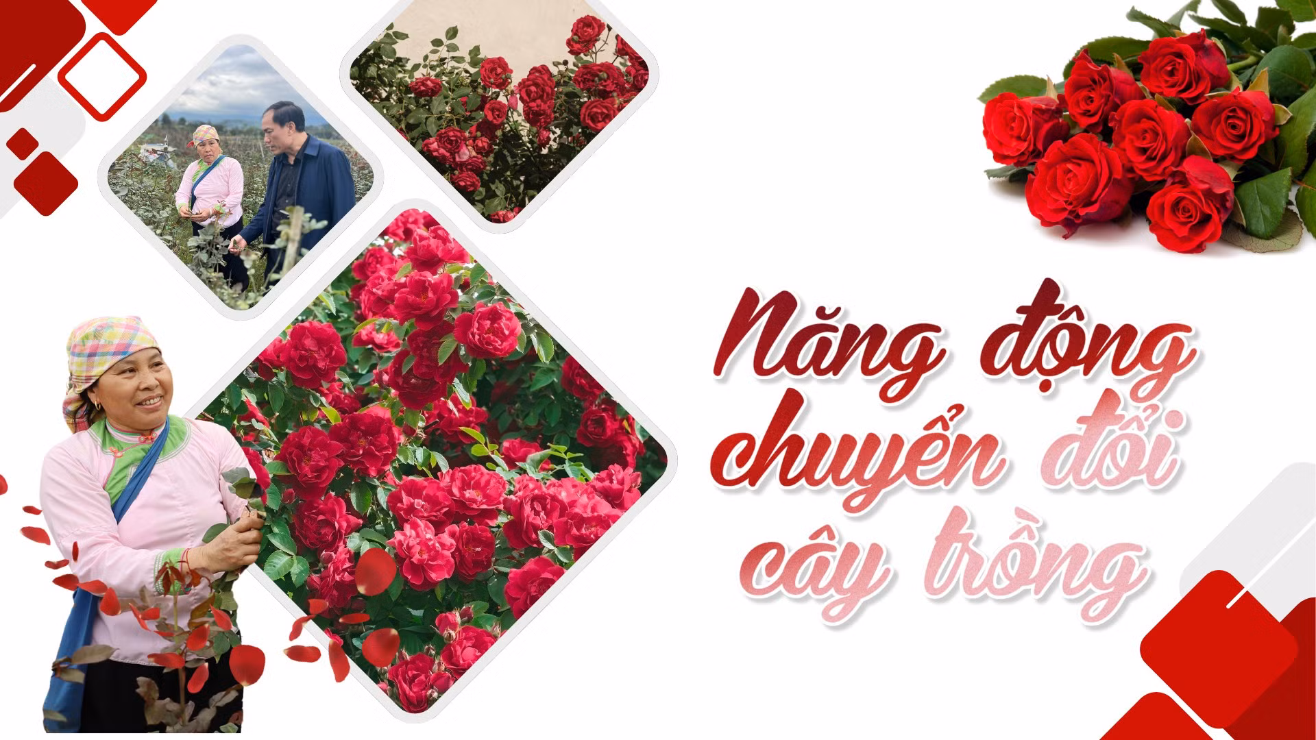 Năng động chuyển đổi cây trồng