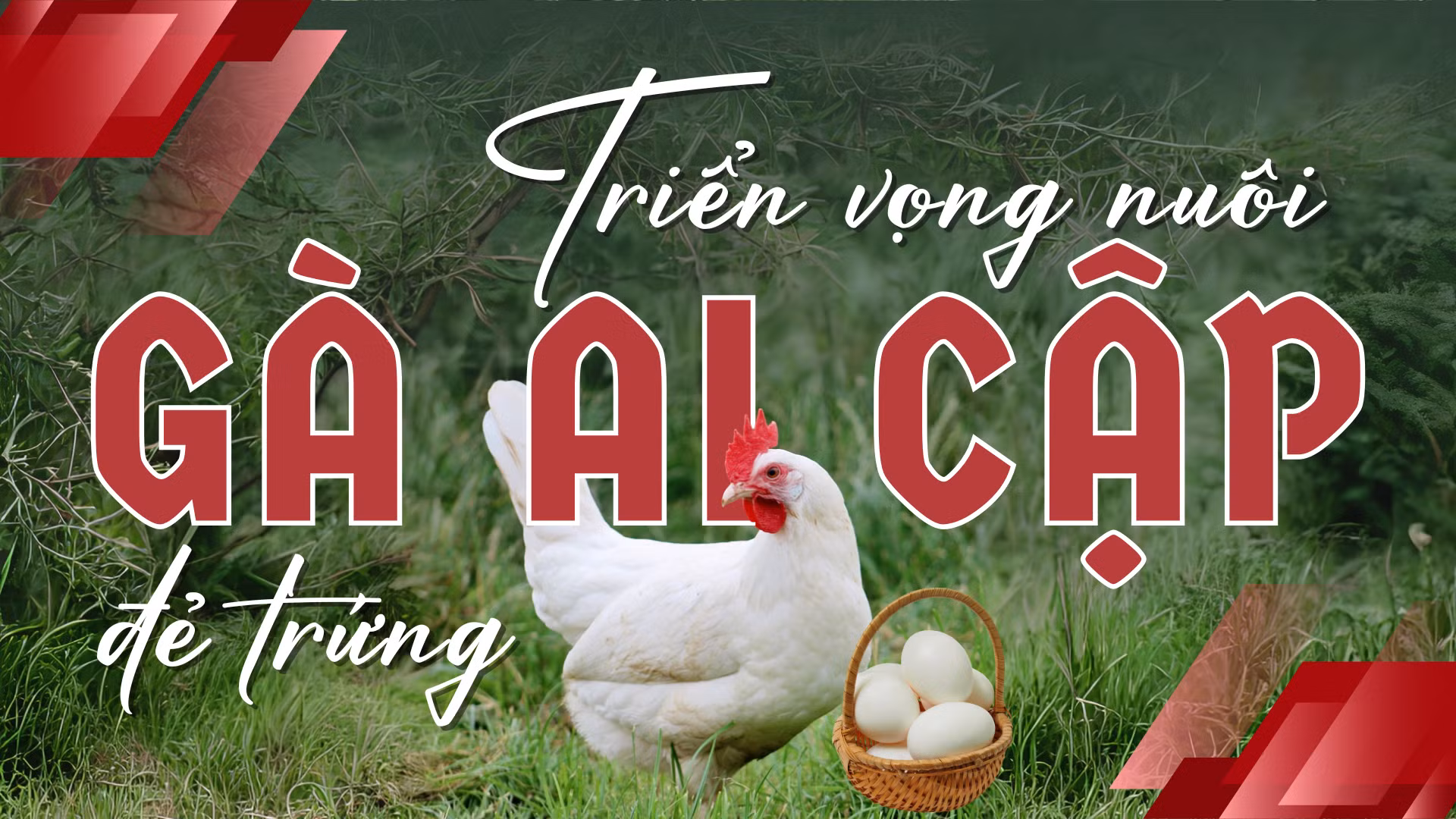 Triển vọng nuôi gà Ai Cập đẻ trứng