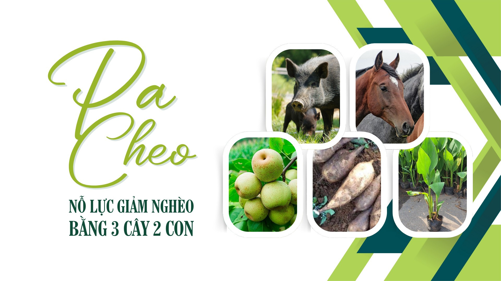 Pa Cheo: Nỗ lực giảm nghèo bằng 3 cây 2 con