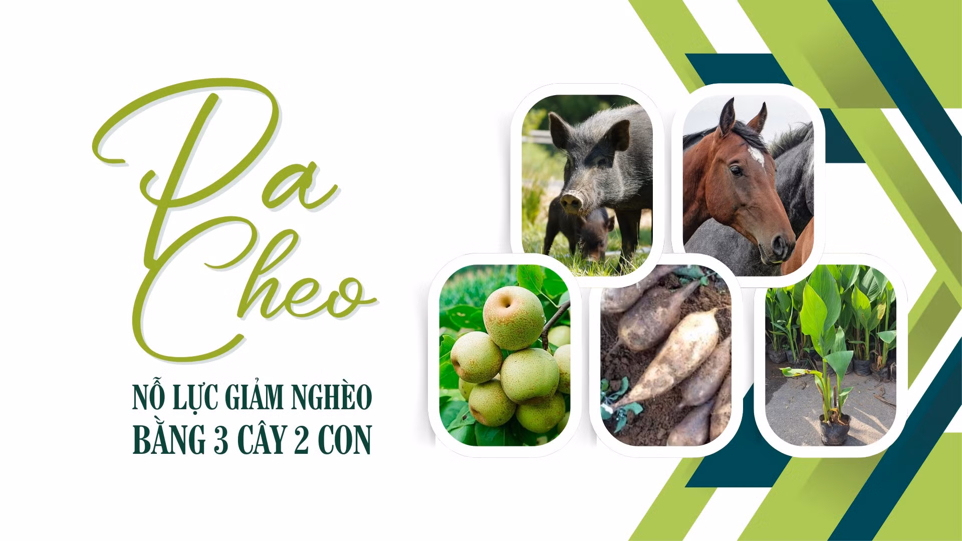 Pa Cheo: Nỗ lực giảm nghèo bằng 3 cây 2 con