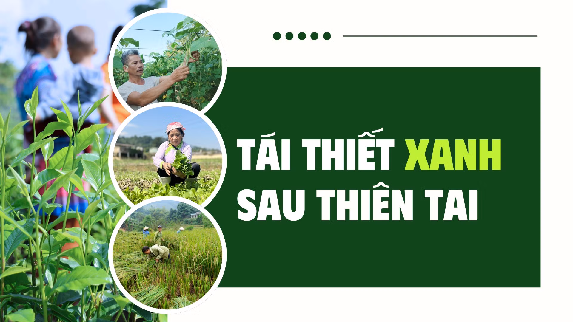 Tái thiết xanh sau thiên tai