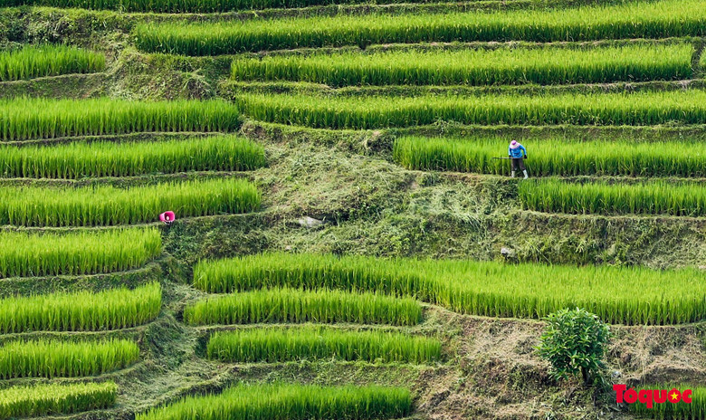 Anh Lý A Khoa (xã Hoàng Liên, thị xã Sa Pa) cho biết: “Ruộng bậc thang là một phần không thể thiếu trong cuộc sống của người dân nơi đây. Chỉ 2-3 tháng nữa, sắc xanh này sẽ được thay thế bằng màu vàng óng ả, báo hiệu mùa lúa chín đã bắt đầu&quot;.