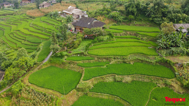 &quot;Mùa lúa xanh ở Sapa cũng đẹp không kém mùa lúa vàng, với tôi mùa lúa xanh ngắm nhìn thích hơn vì màu xanh dịu mát. Du khách nước ngoài cũng lựa chọn mùa này để đến Sapa nhiều hơn&quot; - Chị Cao Hương chủ La Beauté Sa Pa chia sẻ.