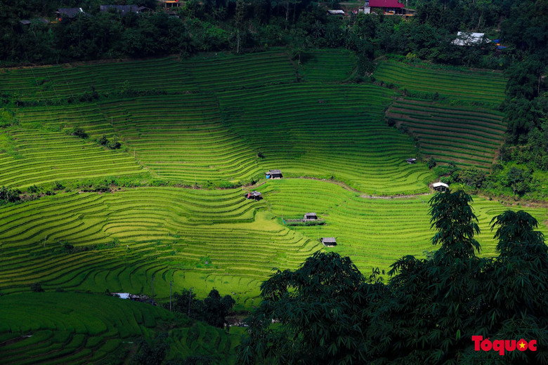 Thời điểm này, trên những thửa ruộng bậc thang nằm ở lưng chừng núi, cánh đồng lúa nơi đây “đương thời con gái” xanh mướt.