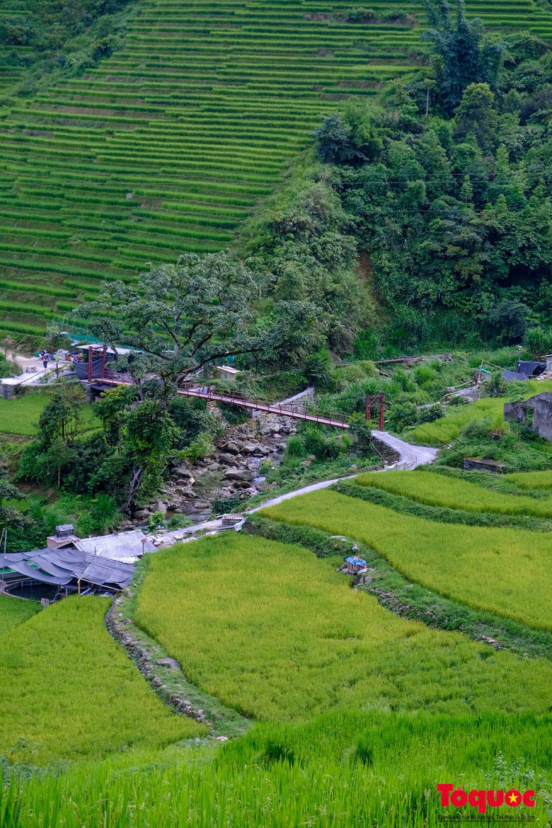 Đâu đâu cũng xanh mướt một màu, tạo nên quang cảnh thiên nhiên tràn trề sức sống, báo hiệu cho một mùa vàng bội thu sắp đến.