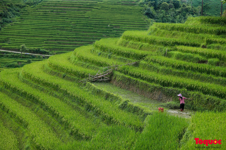 Người nông dân tranh thủ làm công việc đồng áng.