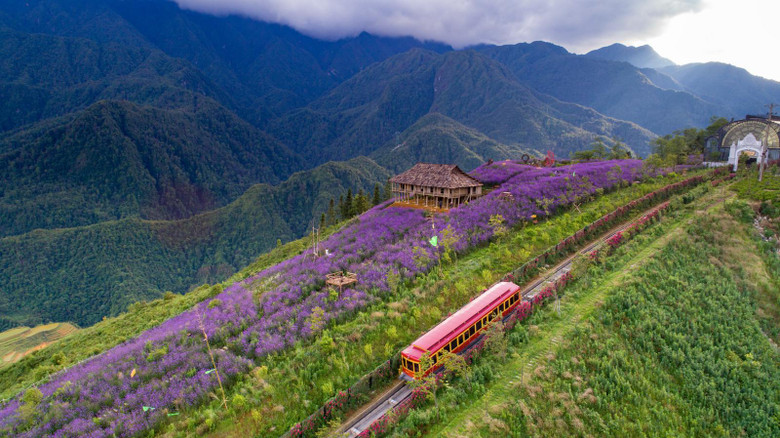 Nếu muốn chiêm ngưỡng toàn cảnh đồi hoa, du khách nên lựa chọn tuyến tàu hỏa leo núi Mường Hoa, nối liền thị trấn Sa Pa với ga đi cáp treo Fansipan. Ngồi trên những toa tàu được thiết kế theo phong cách châu Âu đầy cổ điển và lãng mạn, bạn sẽ được trải nghiệm cảm giác đi xuyên qua “thác hoa tím” đổ trên sườn đồi, thả tầm mắt ngắm nhìn núi non trùng điệp ẩn trong mây trắng. Mỗi chuyến tàu chỉ khoảng 10 phút, nhưng chắc chắn sẽ mang lại kỷ niệm khó quên cho người trải nghiệm.