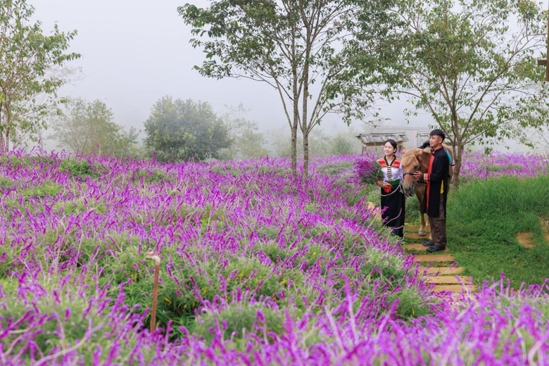 Hay để tận hưởng trọn vẹn mùa hoa, du khách có thể chọn một lộ trình khám phá đầy thi vị khác. Hãy thả bước trên con đường lát đá, đi sâu vào giữa cánh đồng hoa bạt ngàn, để chạm tay vào những cánh hoa mềm mại và hít thở hương thơm tinh khiết của núi rừng.