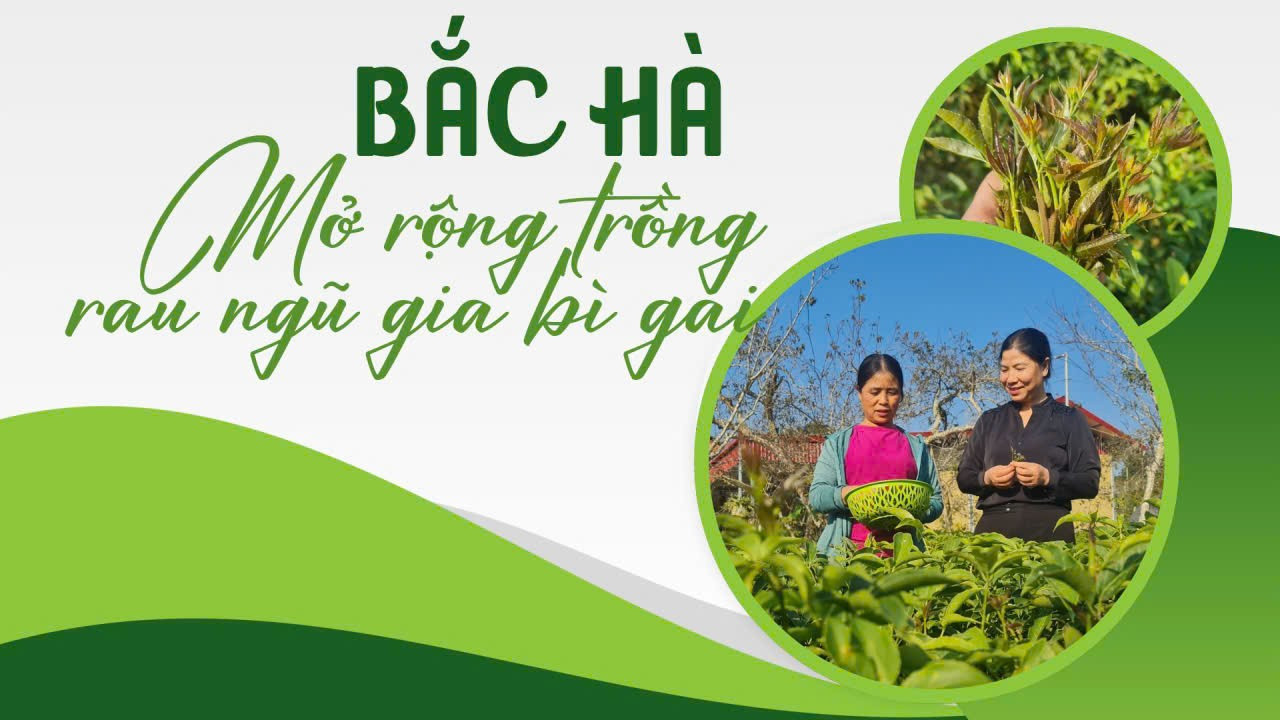 Bắc Hà mở rộng trồng rau ngũ gia bì gai