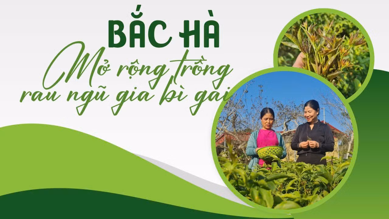 Bắc Hà mở rộng trồng rau ngũ gia bì gai