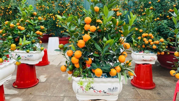 Quất mini - Xu hướng decor Tết "lên ngôi"