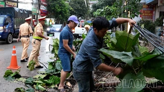 Chùm ảnh: Cây đổ trên một số tuyến đường do dông lốc 