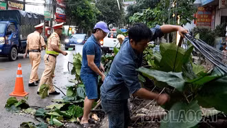 Chùm ảnh: Cây đổ trên một số tuyến đường do dông lốc 