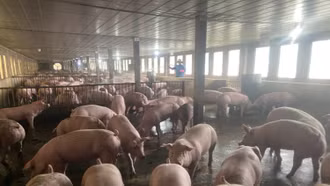 Tập trung cao độ thực hiện các biện pháp phòng, chống bệnh, dịch tả lợn châu Phi