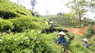 Nông dân Lào Cai thu hơn 46 nghìn tấn chè búp tươi