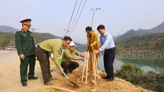 Trồng cây phân tán trên các tuyến đường thuộc địa phận huyện Bắc Hà 
