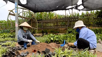 Gần Tết, người lao động tìm kiếm cơ hội tăng thu nhập