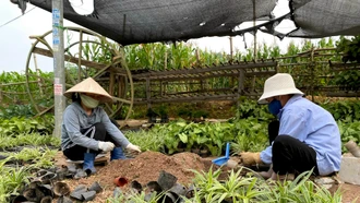 Gần Tết, người lao động tìm kiếm cơ hội tăng thu nhập