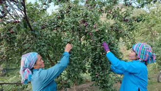 Bắc Hà đẩy mạnh phát triển cây ăn quả ôn đới