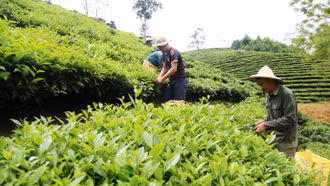 Nông dân Mường Khương trồng mới 2.380 ha chè