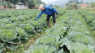 Nông dân gieo trồng hơn 3.990 ha rau đậu các loại 