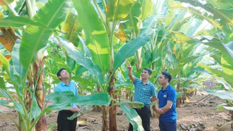 Lào Cai phấn đấu trồng mới gần 1.000 ha chuối