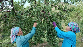 Bắc Hà đẩy mạnh phát triển cây ăn quả ôn đới