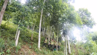 Phê duyệt hỗ trợ trồng rừng sản xuất loài cây gỗ lớn ở Bảo Yên
