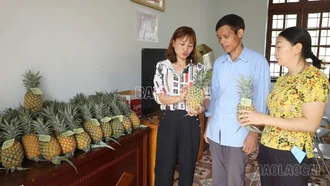 Hợp tác xã Thịnh Phong - nòng cốt liên kết sản xuất, tiêu thụ nông sản ở xã Bản Lầu