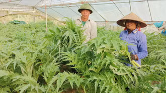 Lào Cai có 9 loại cây dược liệu đạt chứng nhận GACP-WHO