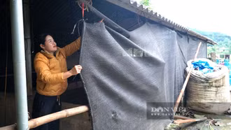 Biện pháp bảo vệ cây trồng, vật nuôi trước giá rét và sương muối ở Lào Cai