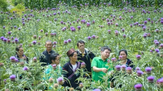 Nhà khoa học của nhà nông và hành trình đưa dược liệu bền vững đến với nông dân Lào Cai
