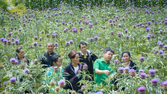 Nhà khoa học của nhà nông và hành trình đưa dược liệu bền vững đến với nông dân Lào Cai