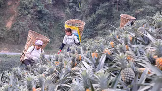 Nông dân Bản Lầu chung tay phát triển kinh tế tập thể