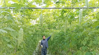 Nông dân Gia Phú và nhịp sống trên những ruộng rau