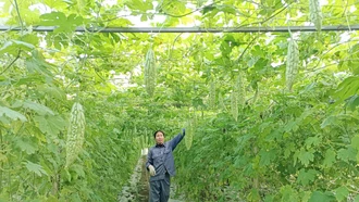 Nông dân Gia Phú và nhịp sống trên những ruộng rau