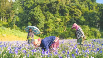 Nông dân Lùng Phình đổi mới sản xuất, nâng cao thu nhập