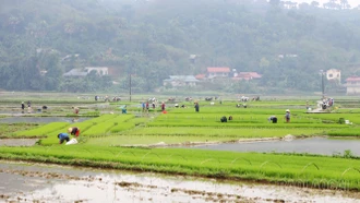 Đẩy nhanh tiến độ gieo cấy lúa xuân, phấn đấu hoàn thành trước ngày 15/3