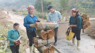 Người dân Lào Cai thu hơn 1.300 tỷ đồng/năm từ cây quế