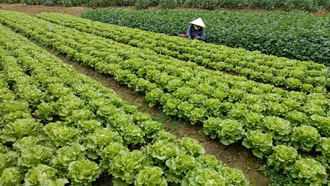 Sa Pa đặt mục tiêu sản xuất hơn 41 nghìn tấn rau các loại