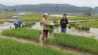 Nông dân Lào Cai tập trung xuống đồng làm đất gieo cấy lúa xuân
