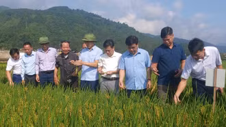 2 giống lúa thuần của Lào Cai sắp được lưu hành trên thị trường 