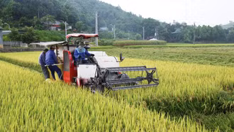 Năng suất lúa vụ xuân năm 2025 ước đạt 61,5 tạ/ha