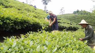Mường Khương: Sản lượng chè búp tươi đạt hơn 25,7 nghìn tấn