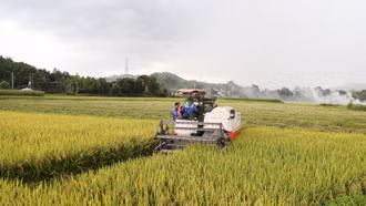 Bảo Thắng: Năng suất lúa xuân 2025 đạt hơn 62 tạ/ha