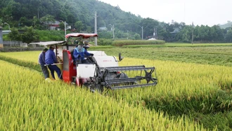 Năng suất lúa vụ xuân năm 2025 ước đạt 61,5 tạ/ha