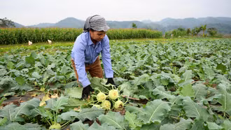 Nông dân Bảo Thắng: Thêm vụ, thêm niềm vui 