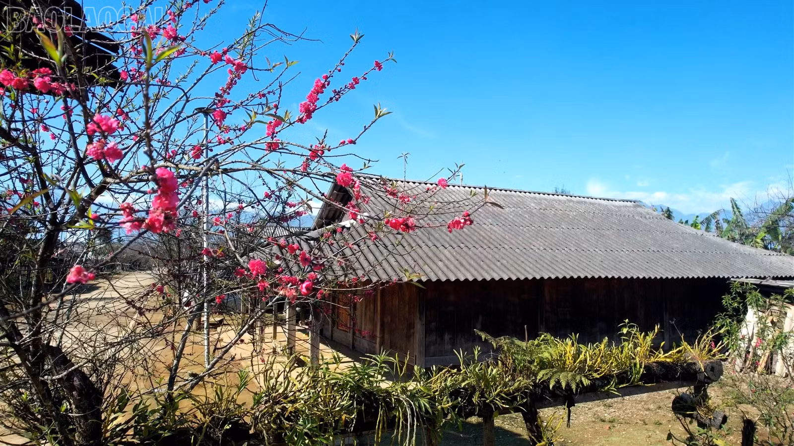baolaocai-tl_anh-sang-1.jpg